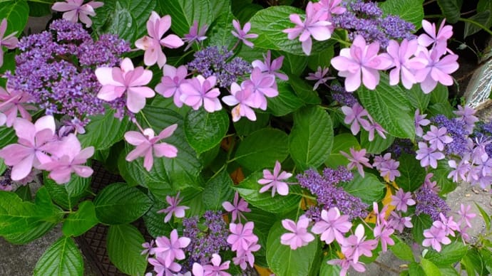 街を歩けば 紫陽花を撮る ₁