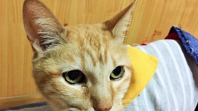 おっさんの歯(キバ)が抜けた!