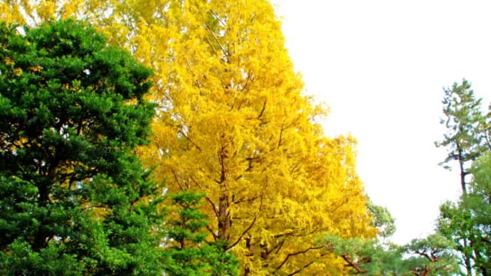 城北公園の紅葉