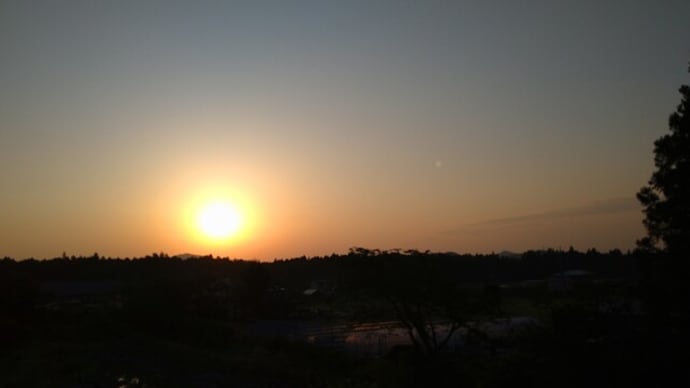たくましいルピナスの空