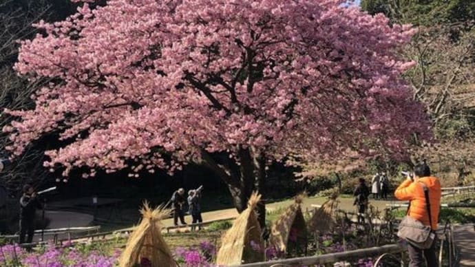 白野江植物公園の桜リレー