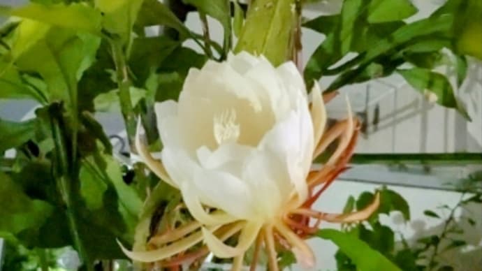 月下美人が咲き始めました