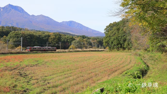 刈り取ったソバが赤く