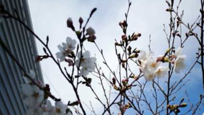 桜が咲いた(^o^)