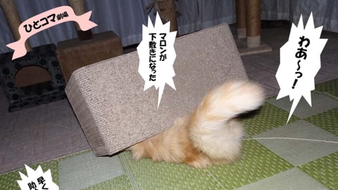 マロン 下敷きになる!?