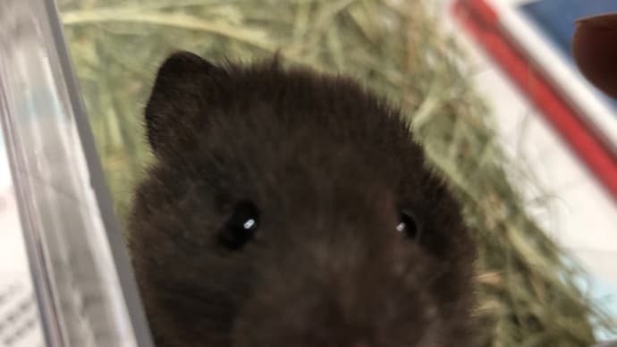 ●🐹ハムスター🐹決まったよ(о´∀`о)●