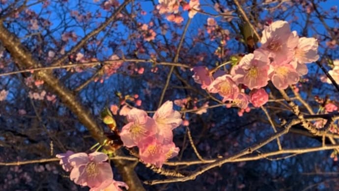 頼朝さくらで、今年初の夜桜を楽しむ