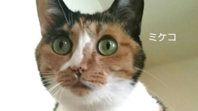 なんの話？