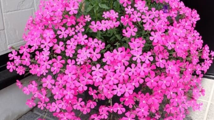 エビネ(海老根)の花