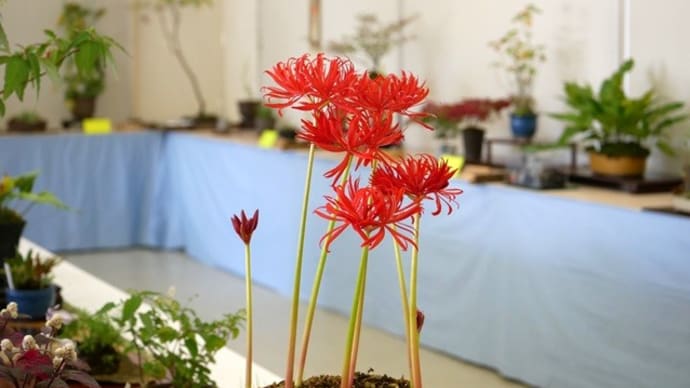 秋の山野草展 ^-^。