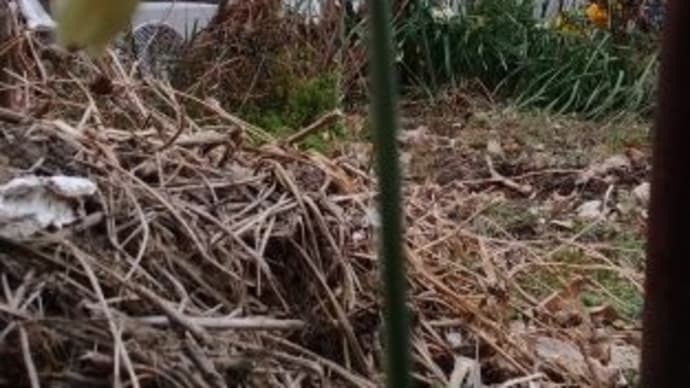日本水仙の一重がやっと、1本咲き出しました~~!