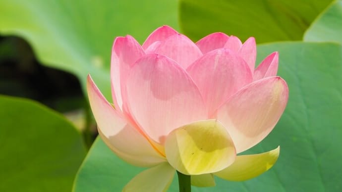 ハスの花とサワギキョウ