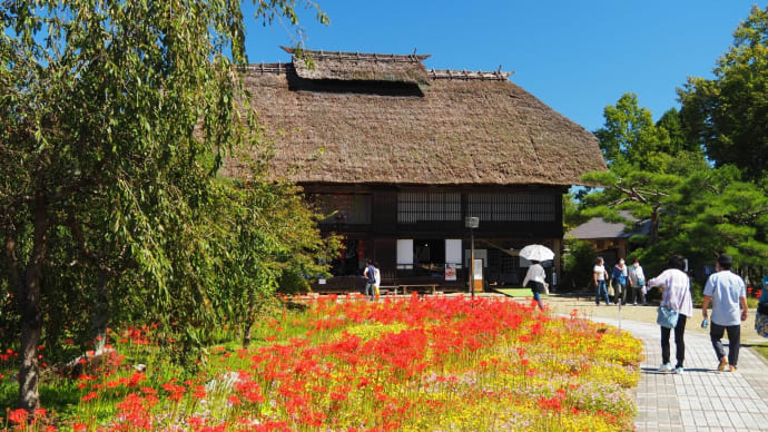 満開の彼岸花を見に行く・・・(安達ヶ原ふるさと村)