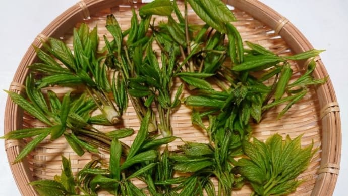2回目のコシアブラはこんなふうに食べました