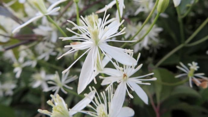 北一条教会の塀を彩る花 <お花で一休み(28)>