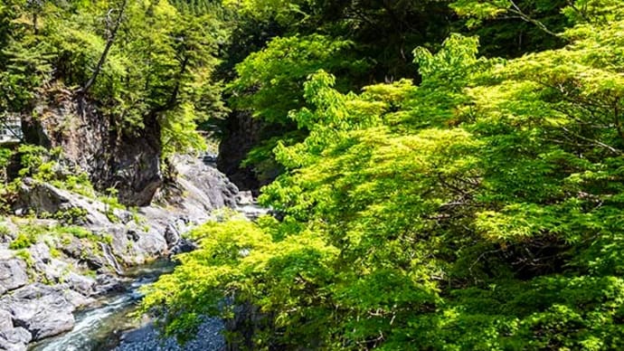 福島の古木桜と新緑の鳩ノ巣渓谷