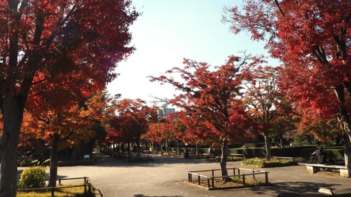 花散歩・モミジ狩り：行船公園