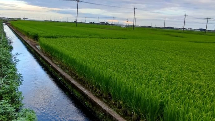 雨・曇り・雨・曇り