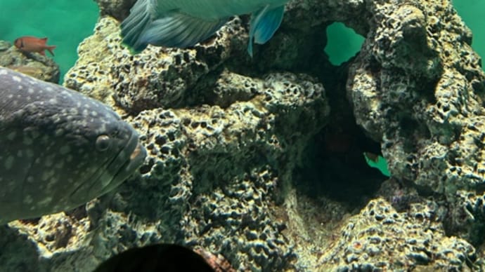 水族館は葛西。