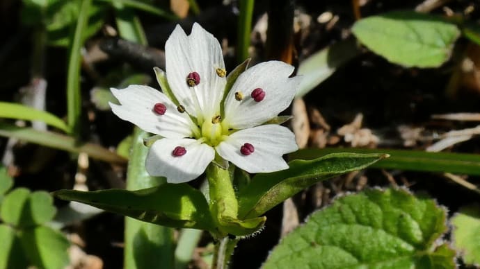 ワダソウとエヒメアヤメほか由布岳周辺の野草