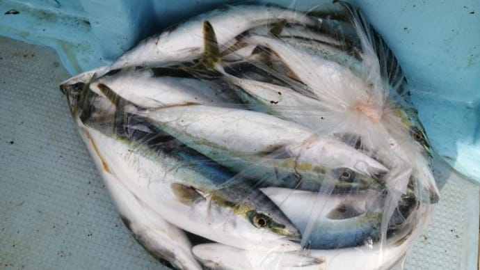 本日の釣果報告