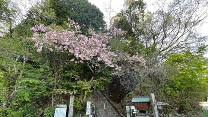 千早城に登ってきました