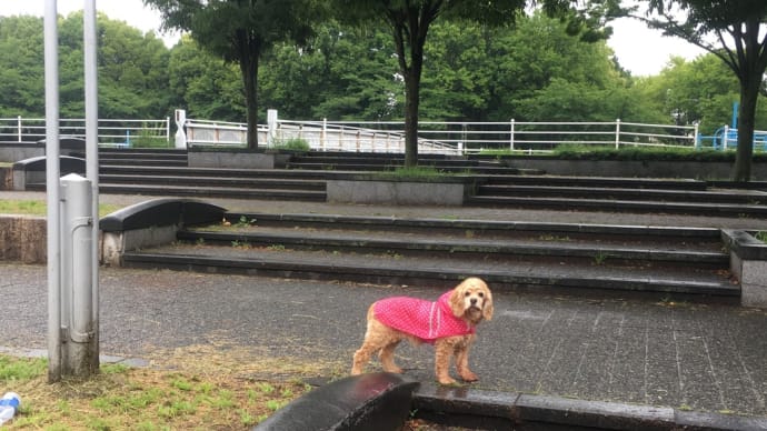 日替り