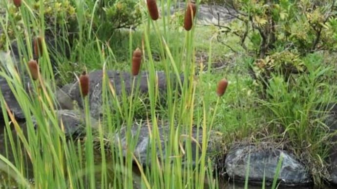 大船フラワーセンター初秋③