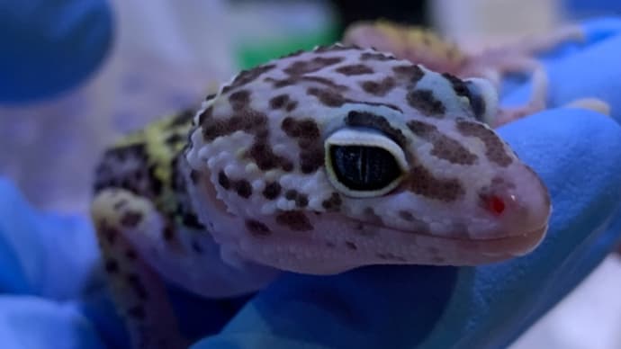 ヒョウモントカゲモドキ