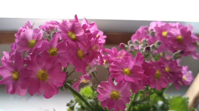 3月のウサギのお茶会議🌸🐇