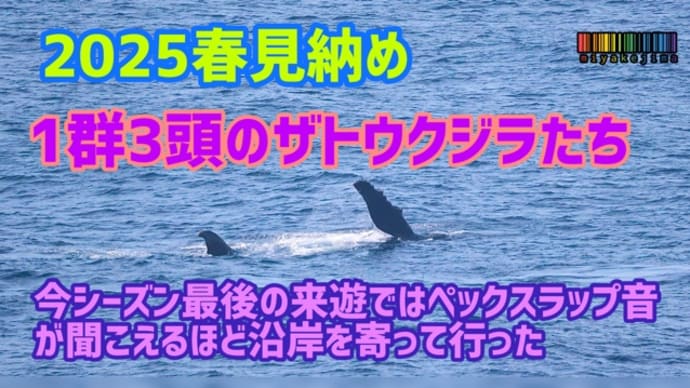 見納め!!今季最後の来遊、ザトウクジラたち。