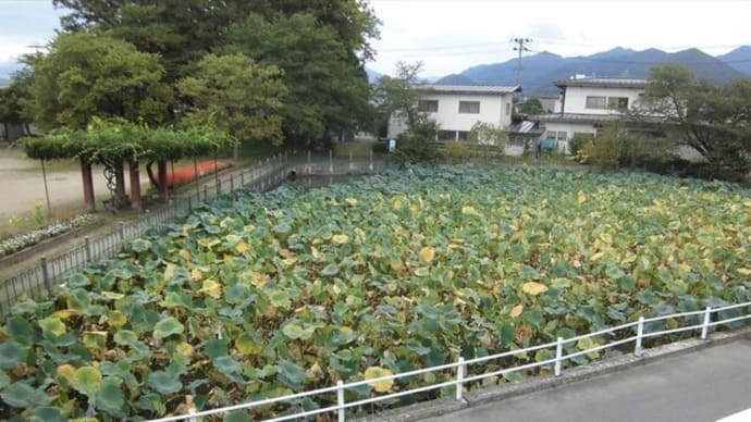 一人ぼっちのカルガモ 何処へ 近くの川に探しに行く