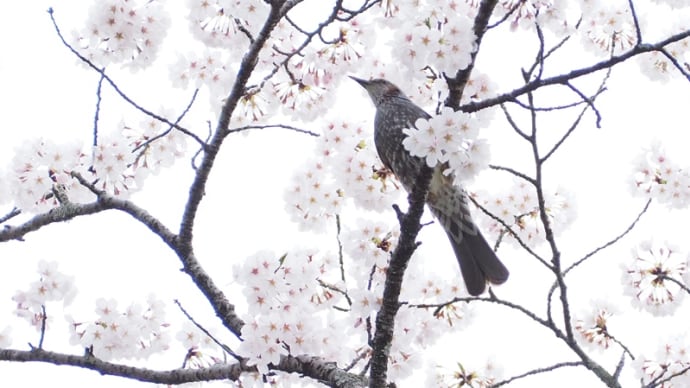 桜満開♪...大森城山公園にて(2025.4.13)#2 脇道にも逸れて♪