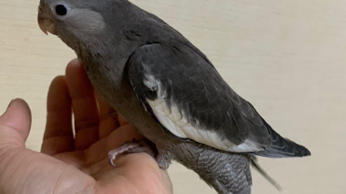 オカメインコが来た〜〜〜