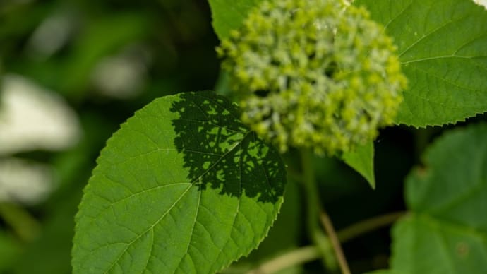 権現堂公園の紫陽花 その31