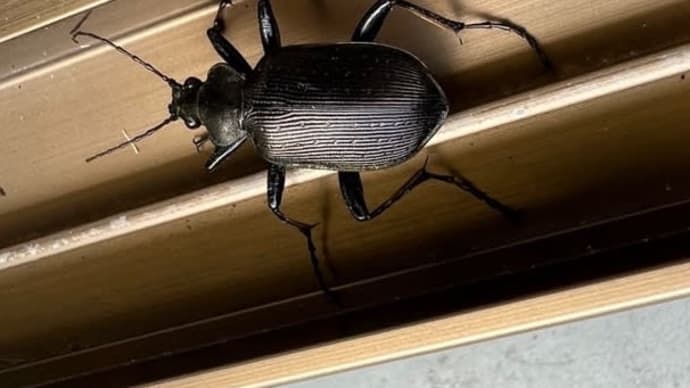 この虫はなんでしょう？