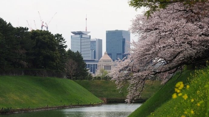 にしさんの花日記　皇居　お濠に沿って　千鳥ヶ淵の桜並木　