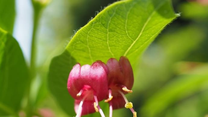 「紅花瓢箪木の実が生りました」 MY GARDEN 2020.07.20日撮影