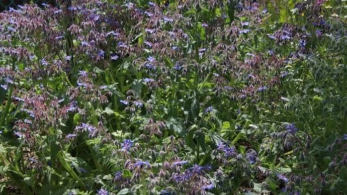 ボリジ、トチノキの花、リクニス・ホワイトロビン