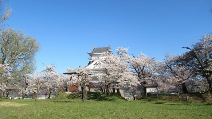 桜の求めて～上山城　武家屋敷　～　倉津川の枝垂桜