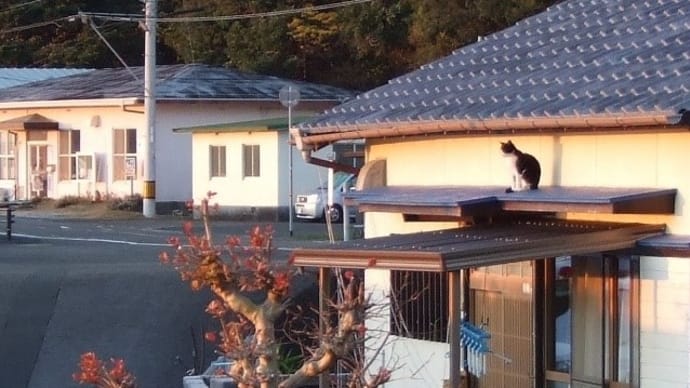 猫と眺めた「ダルマ」～松崎海岸