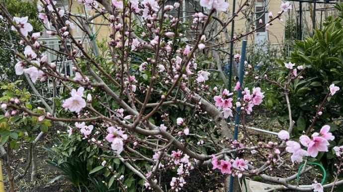 春になると 冬からの苦労が花になる