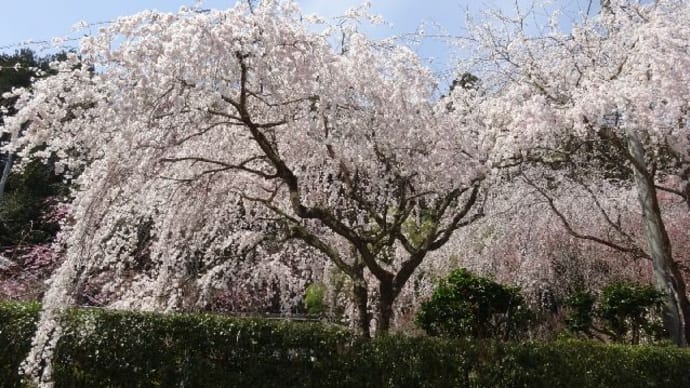 大野寺・しだれ桜