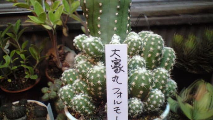 鉢増しをしてみました 追記です さらに追記です
