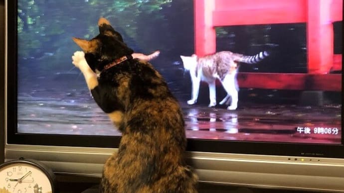アズゴンと私のお気に入り番組♪