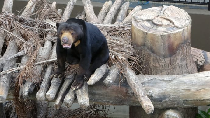 今日のマーズ