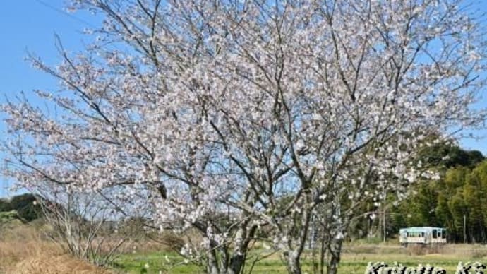 桜と天浜線、其の五