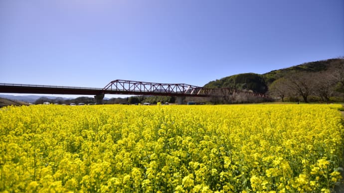 大洲の菜の花