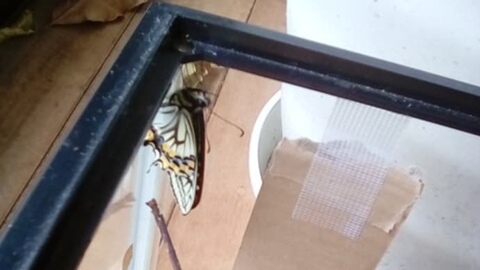 アゲハ蝶6号 床修理