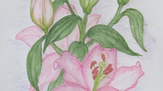 ピンクの百合の花